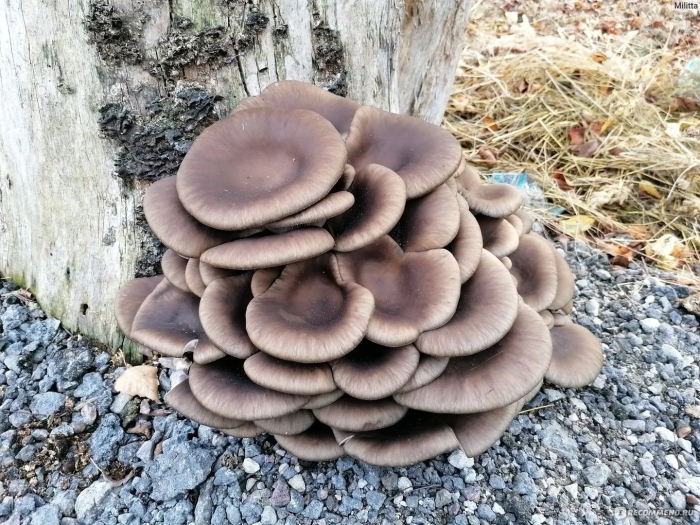 Гриб вешенка обыкновенная