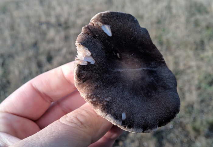 Грибы серухи рядовки