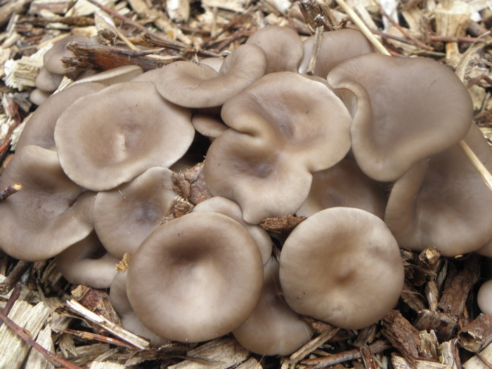 File:pleurotus ostreatus.r.h.