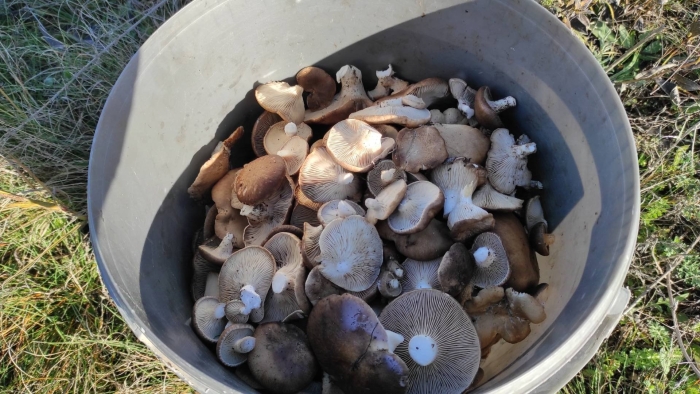 Крымская степная однобочка гриб