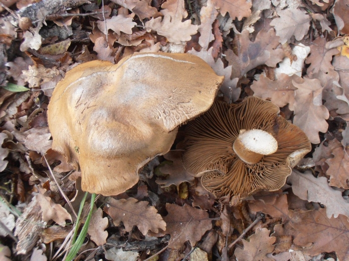 Однобочка степная крым