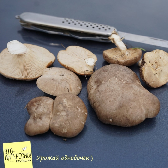 Однобочка крымская