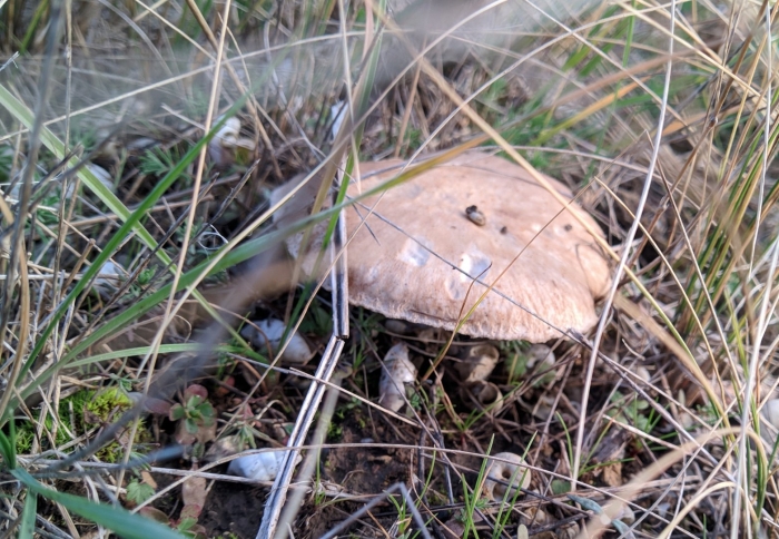 Однобочка крымская степная