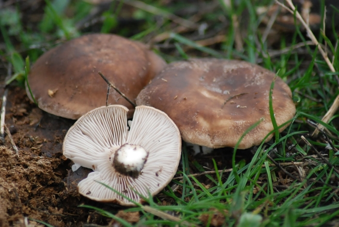 Tricholoma imbricatum