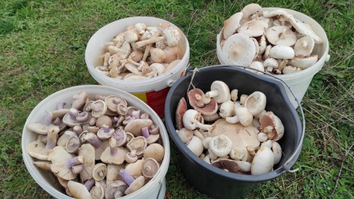 Гриб рядовка лиловоногая