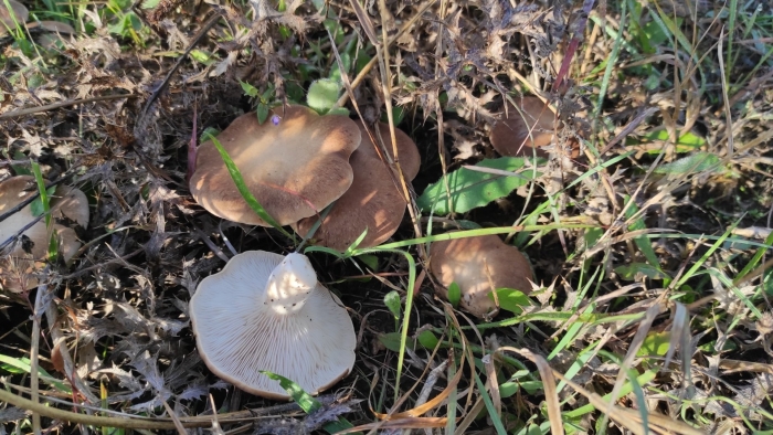 Млечник серо розовый lactarius helvus