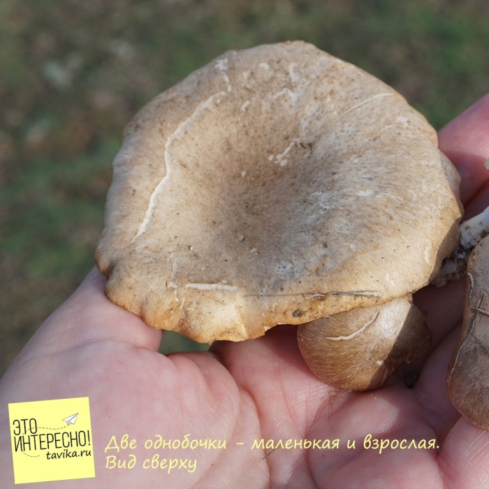 Дождевик степной гриб крымский