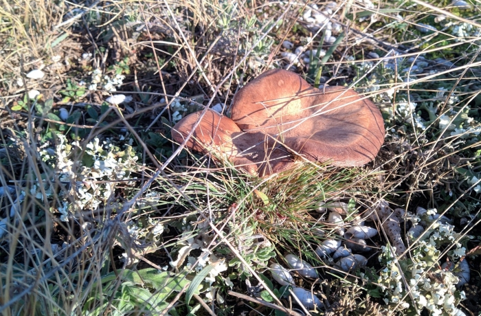 Однобочка степная крым