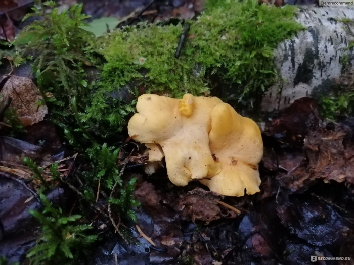 Степная лисичка гриб