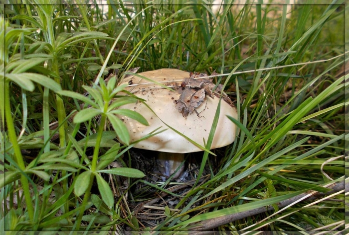 Подгруздок russula adusta