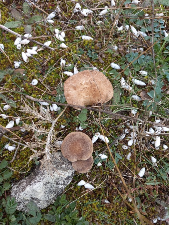 Ежовик гриб обыкновенный