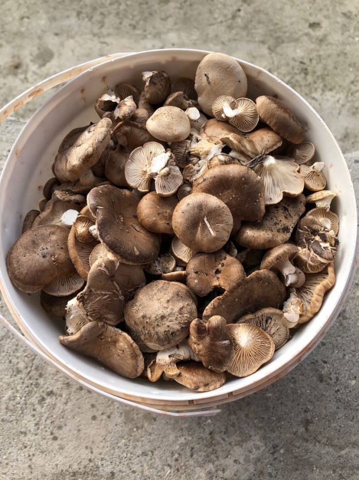 Гриб рядовка съедобный