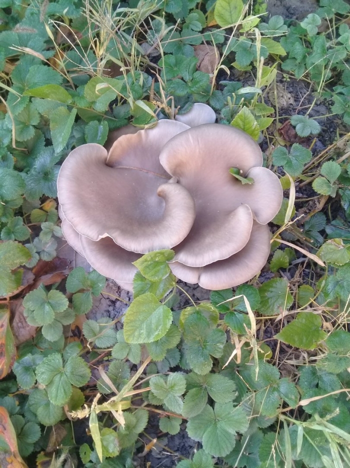 Гриб вешенка устричная