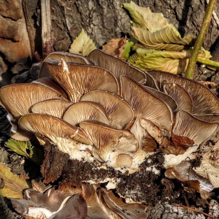 Вёшенка устричная pleurotus ostreatus