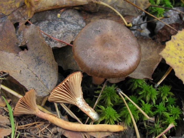 Говорушка бокаловидная pseudoclitocybe cyathiformis