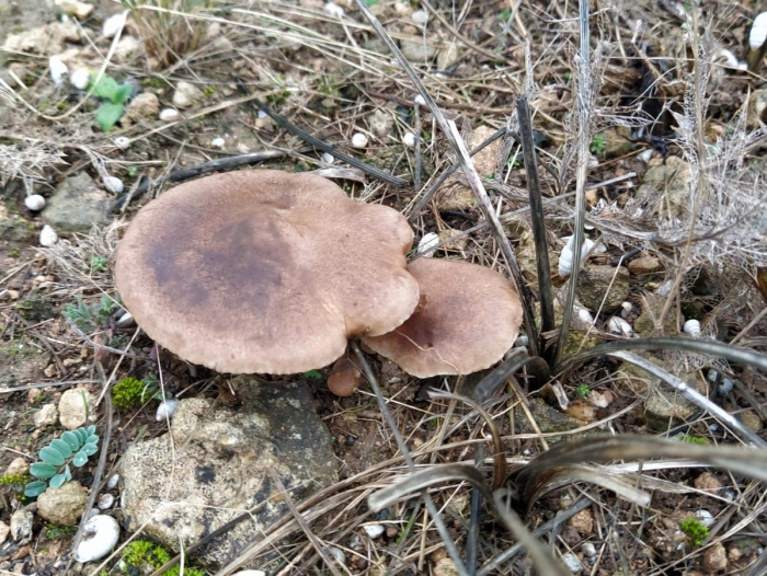 Гриб млечник горькушка