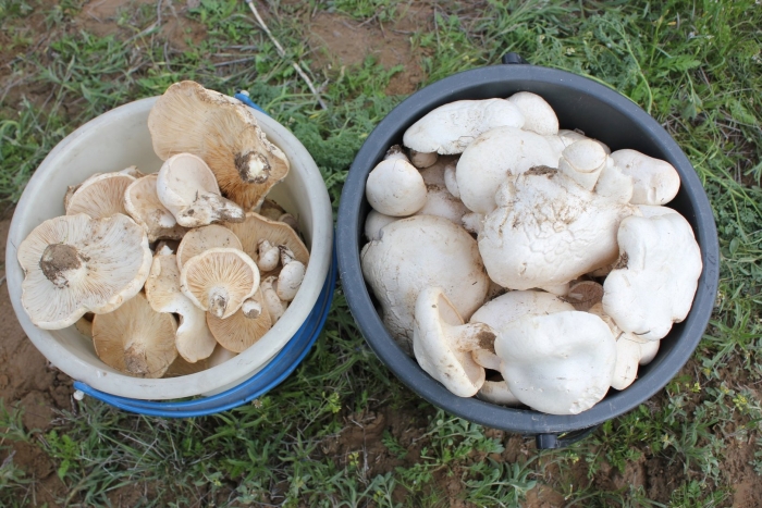 Ведро груздей