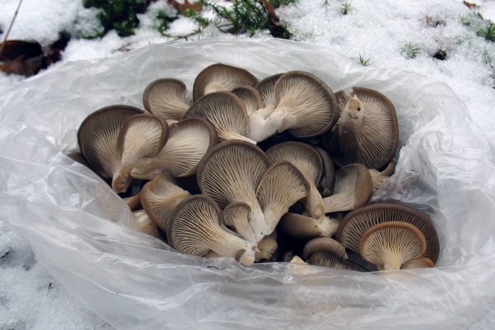 Вешенка (pleurotus ostreatus)