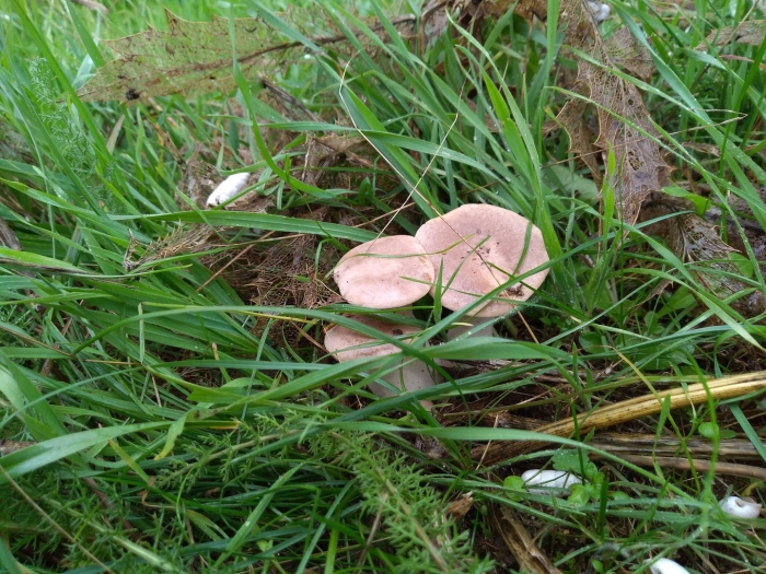 Млечник гриб