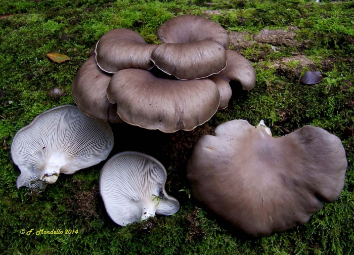 Pleurotus eryngii ferulae