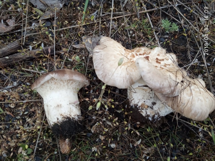 Грибы вешенка степная