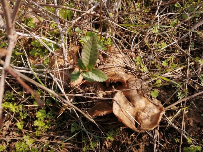 Ежовик белоножковый гриб