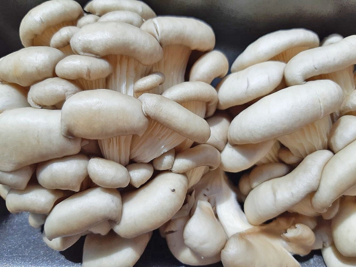 Вешенка гриб