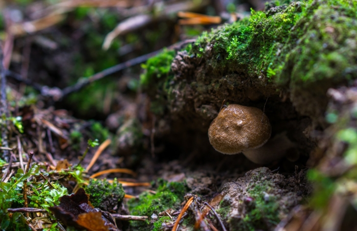 Черноголовки грибы