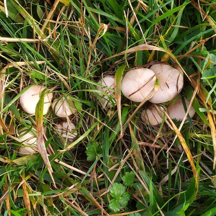 Говорушка подогнутая clitocybe geotropa