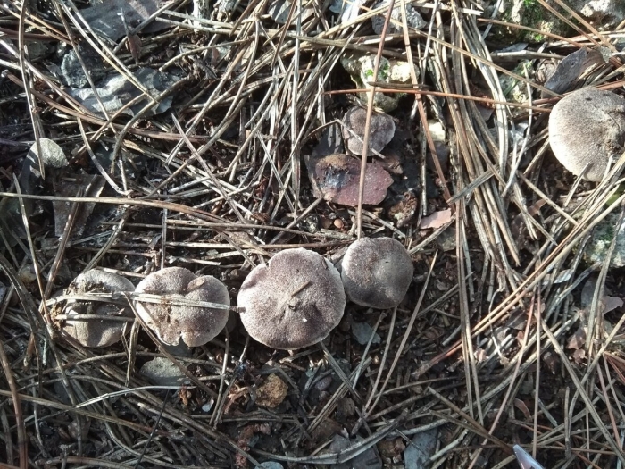 Грибы мышата в крыму