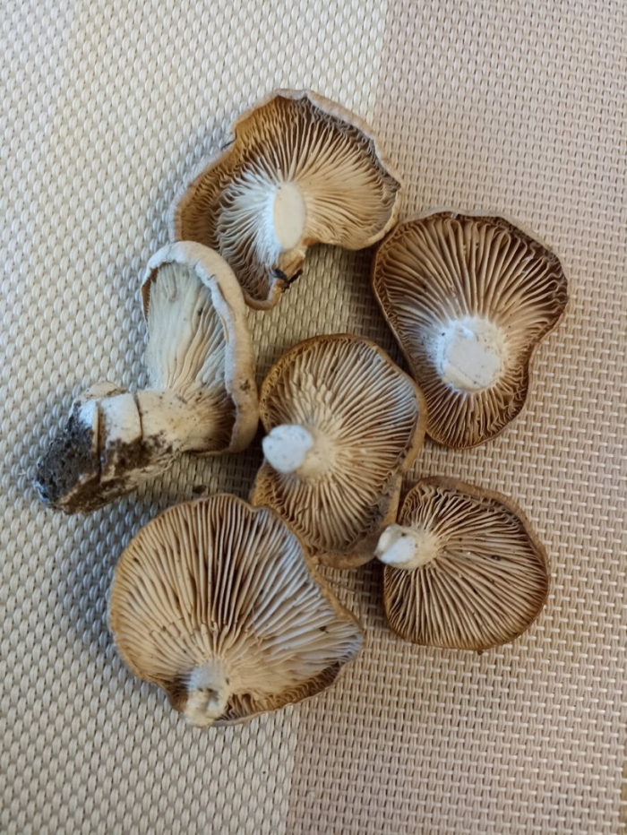 Однобочка гриб