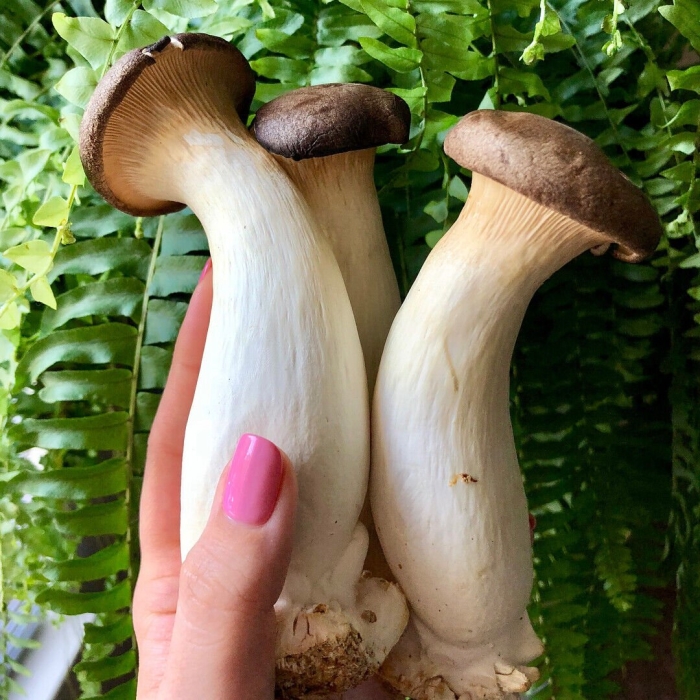 Еринги королевская вешенка