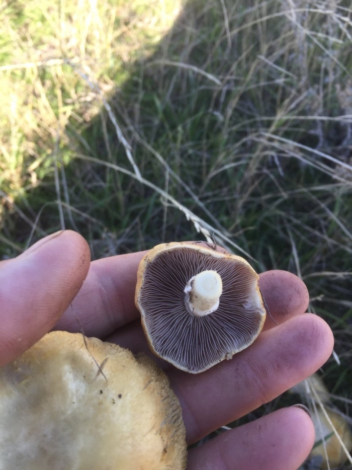 Строфария корончатая psilocybe coronilla