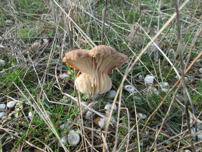 Cuphophyllus pratensis