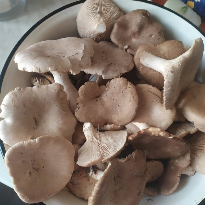 Гриб однобочка