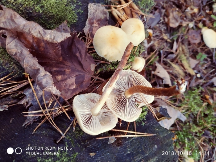 Опенок серопластинчатый