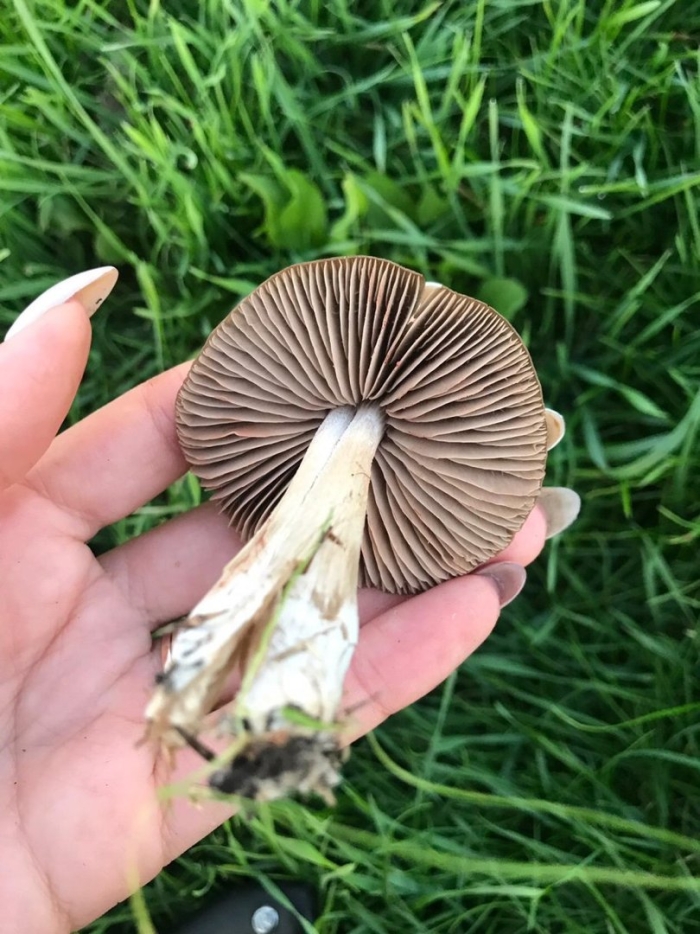 Волоконница сине-зеленая гриб