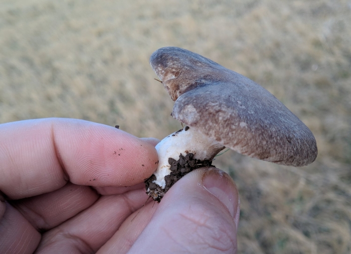 Млечник гриб серушка