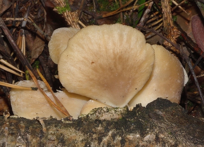 Вешенка легочная (беловатая).