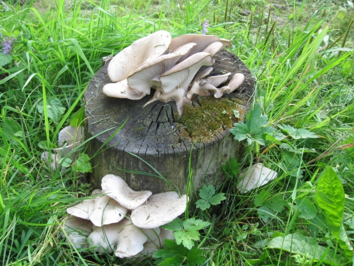 Вешенка полевая