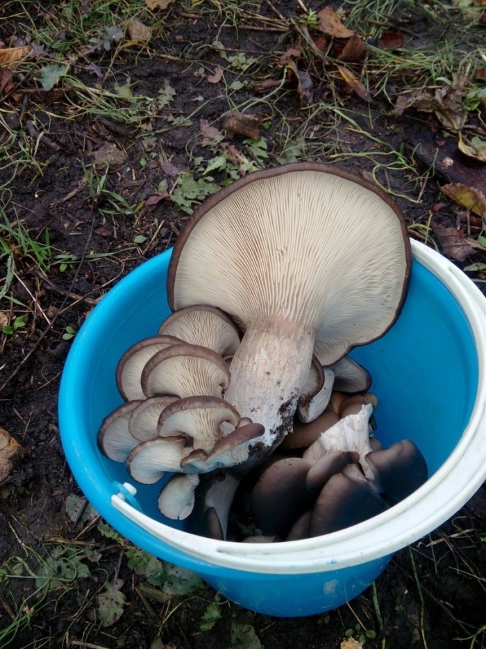 Вёшенка обыкновенная гриб