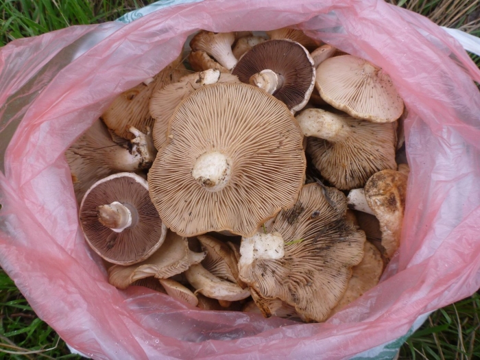 Гриб синеножка