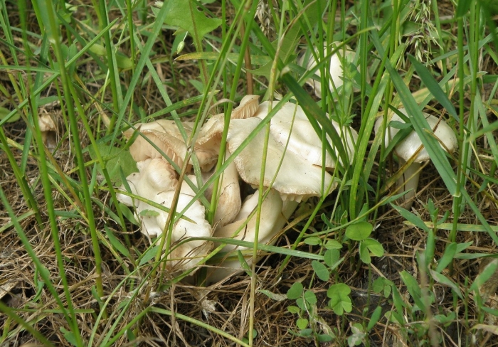 Майский гриб calocybe gambosa