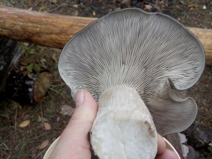 Устричная вешенка