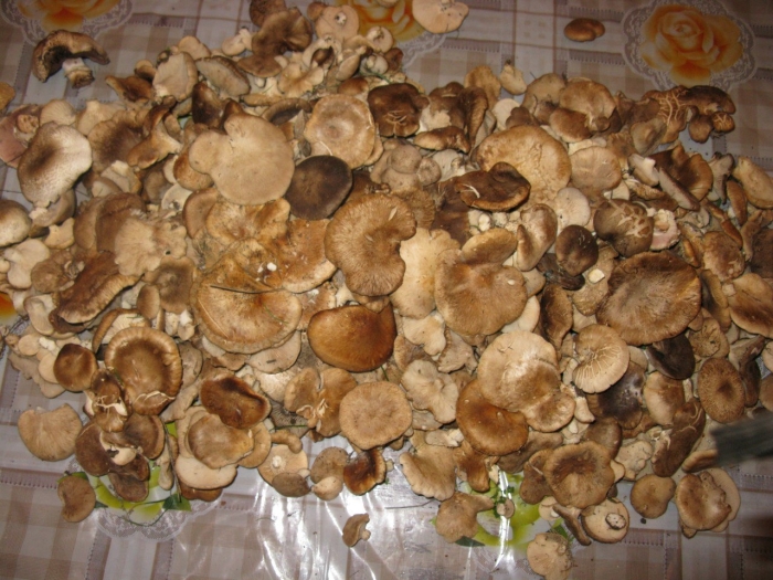 Гриб однобочка