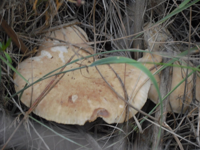 Гриб ежовик желтый