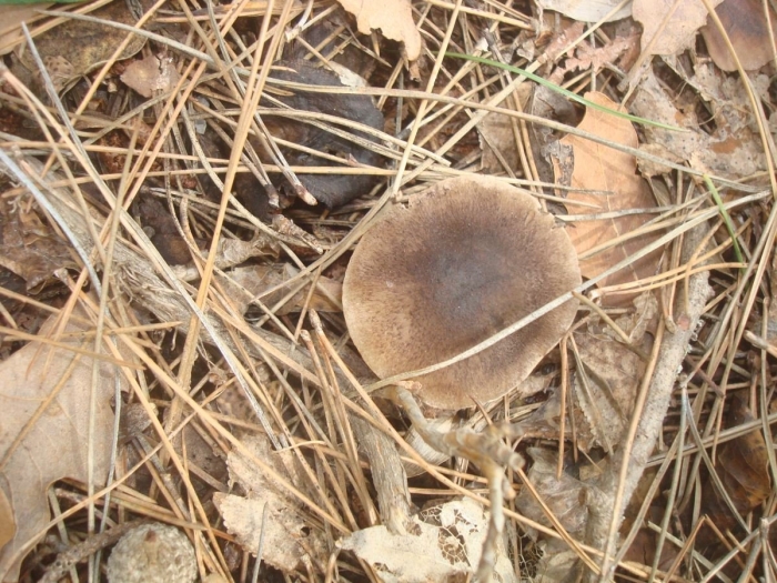 Рядовка коричневая съедобная