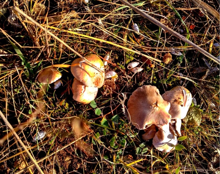 Съедобные грибы крыма