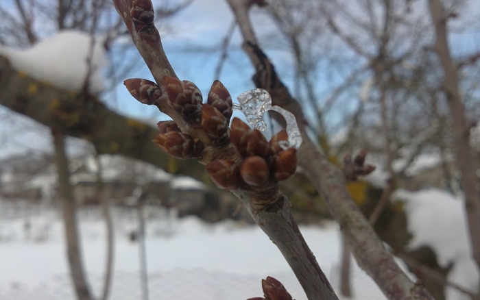 Почки деревьев зимой