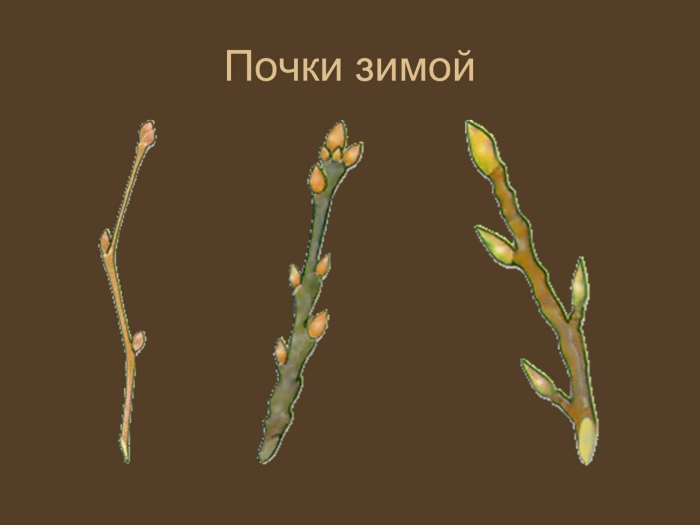 Ива почки верба